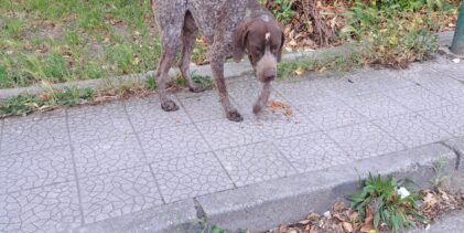 Cane da caccia si aggira da giorni tra San Giorgio del Sannio e Calvi: i cittadini chiedono l’intervento delle autorità