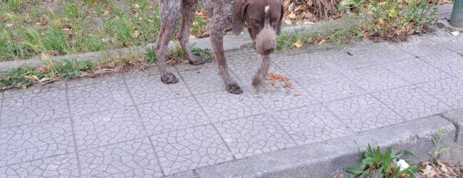 Cane da caccia si aggira da giorni tra San Giorgio del Sannio e Calvi: i cittadini chiedono l’intervento delle autorità