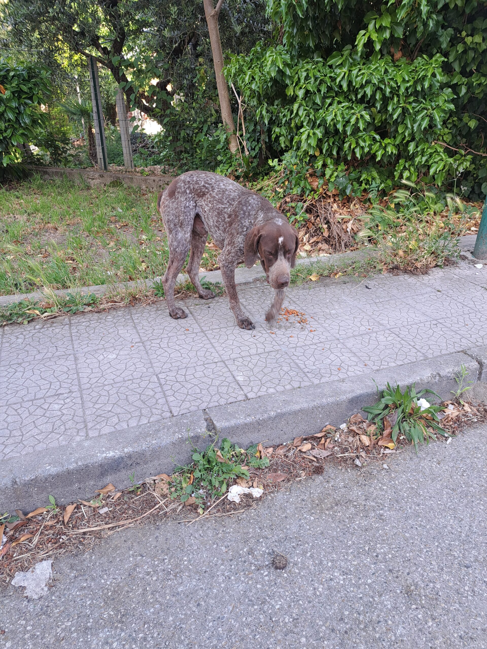 Cane da caccia si aggira da giorni tra San Giorgio del Sannio e Calvi: i cittadini chiedono l’intervento delle autorità