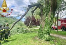 Avellino, albero pericolante al Parco Santo Spirito: intervento dei Vigili del Fuoco
