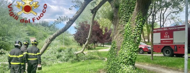Avellino, albero pericolante al Parco Santo Spirito: intervento dei Vigili del Fuoco