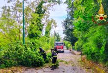 Maltempo in Irpinia, numerosi interventi dei Vigili del Fuoco per alberi pericolanti