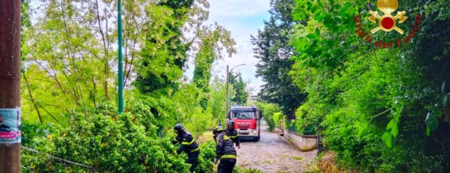 Maltempo in Irpinia, numerosi interventi dei Vigili del Fuoco per alberi pericolanti