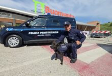 “4 Zampe al Buonvento”, grande successo per la prima giornata: protagonisti gli uomini e i cani della Polizia Penitenziaria