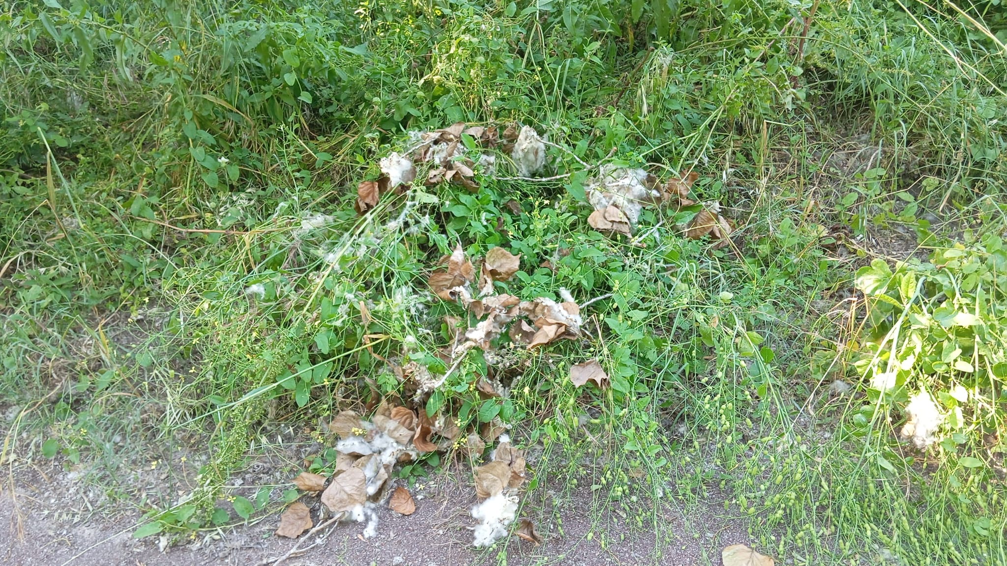 IMG-20260524-WA0027