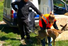Asl BN: capriolo recuperato e rimesso in libertà, emozione e ringraziamenti dopo il delicato intervento