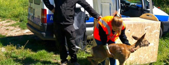 Asl BN: capriolo recuperato e rimesso in libertà, emozione e ringraziamenti dopo il delicato intervento