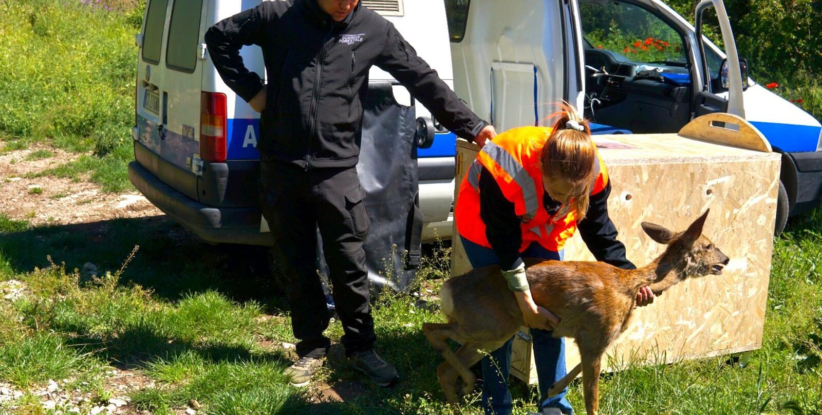Asl BN: capriolo recuperato e rimesso in libertà, emozione e ringraziamenti dopo il delicato intervento