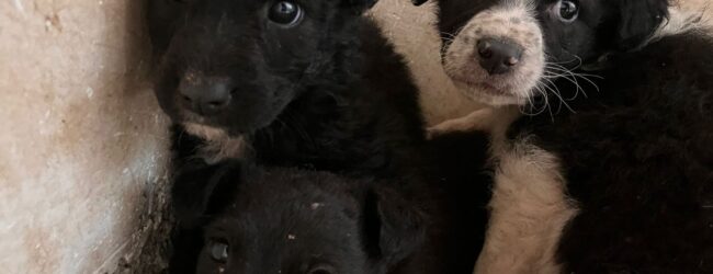 San Giorgio la Molara, abbandonati in strada tre cuccioli: scatta l’appello per l’adozione