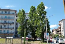 Via Mustilli e quegli alberi da potare