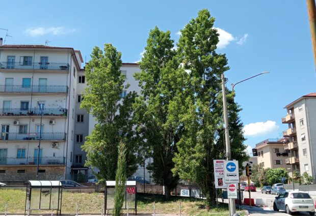 Via Mustilli e quegli alberi da potare