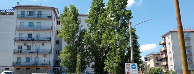 Via Mustilli e quegli alberi da potare