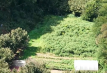 Avellino, coltivazione e detenzione di sostanze stupefacenti: coppia ai domiciliari