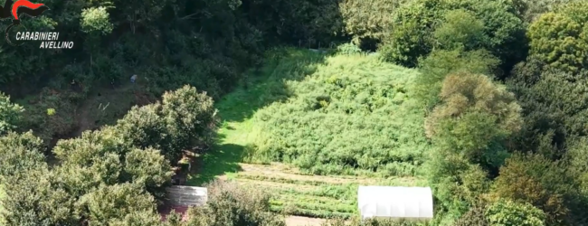Avellino, coltivazione e detenzione di sostanze stupefacenti: coppia ai domiciliari