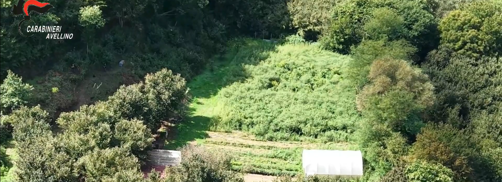 Avellino, coltivazione e detenzione di sostanze stupefacenti: coppia ai domiciliari