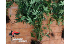 Coltivava 101 piante di marijuana: blitz dei Carabinieri, denunciato un uomo nel Sannio