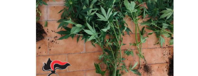 Coltivava 101 piante di marijuana: blitz dei Carabinieri, denunciato un uomo nel Sannio