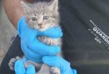 Gattino intrappolato nel muro salvato dai volontari: applausi e commozione per il delicato intervento