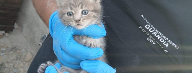 Gattino intrappolato nel muro salvato dai volontari: applausi e commozione per il delicato intervento