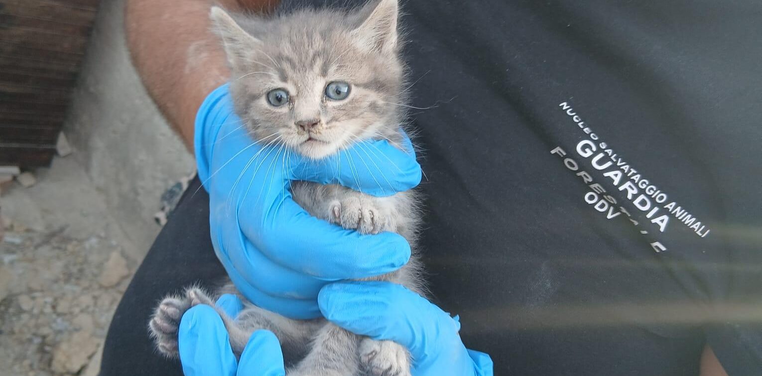 Gattino intrappolato nel muro salvato dai volontari: applausi e commozione per il delicato intervento