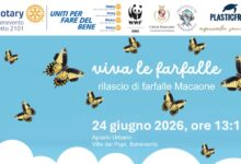 “Viva le Farfalle” domani il rilascio di esemplari di Macaone all’Apiario Urbano