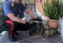 Sturno (AV) – Carabinieri soccorrono cinque cuccioli abbandonati, salvandoli da probabile tragica fine