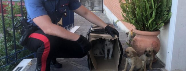 Sturno (AV) – Carabinieri soccorrono cinque cuccioli abbandonati, salvandoli da probabile tragica fine