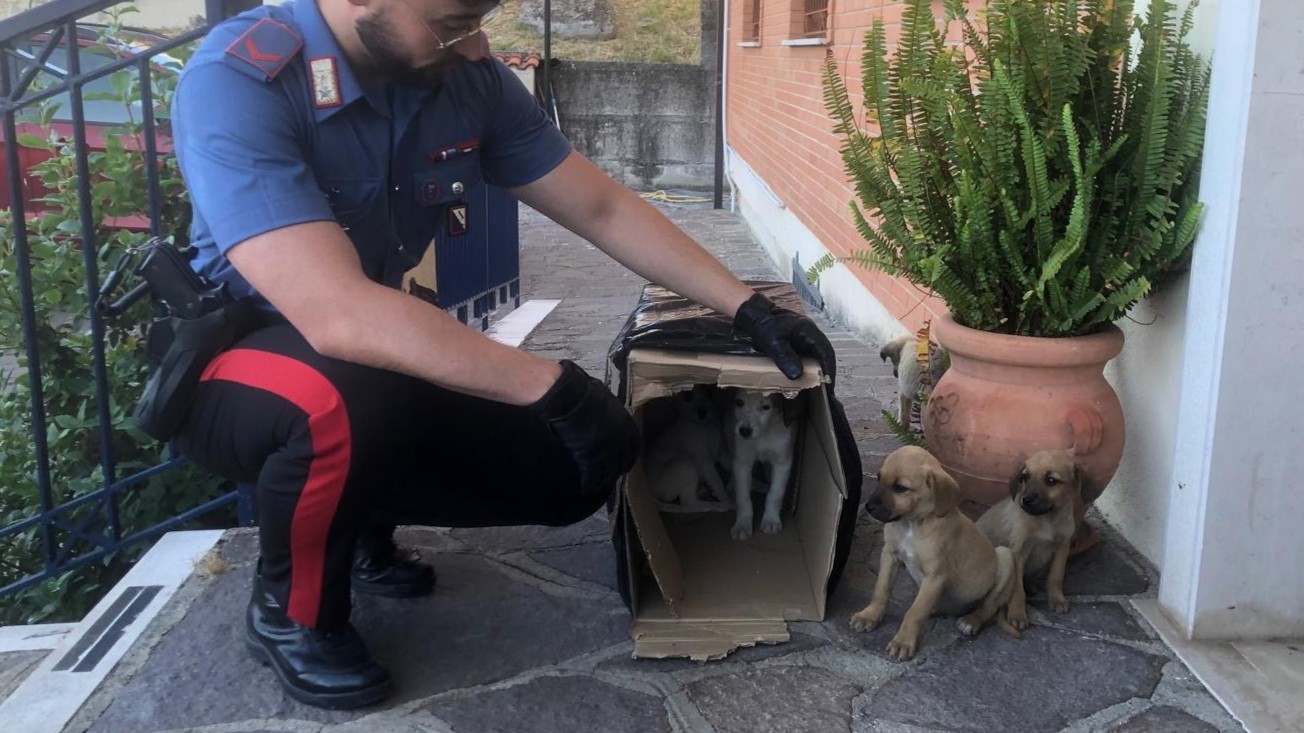 Sturno (AV) – Carabinieri soccorrono cinque cuccioli abbandonati, salvandoli da probabile tragica fine