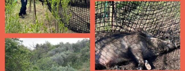 𝐄𝐦𝐞𝐫𝐠𝐞𝐧𝐳𝐚 𝐜𝐢𝐧𝐠𝐡𝐢𝐚𝐥𝐢 𝐢𝐧 𝐈𝐫𝐩𝐢𝐧𝐢𝐚. 𝐋’𝐀𝐬𝐥 𝐀𝐯𝐞𝐥𝐥𝐢𝐧𝐨 𝐢𝐧 𝐩𝐫𝐢𝐦𝐚 𝐥𝐢𝐧𝐞𝐚 per garantire la sicurezza pubblica e la tutela della fauna selvatica