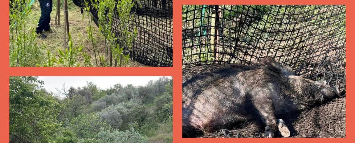𝐄𝐦𝐞𝐫𝐠𝐞𝐧𝐳𝐚 𝐜𝐢𝐧𝐠𝐡𝐢𝐚𝐥𝐢 𝐢𝐧 𝐈𝐫𝐩𝐢𝐧𝐢𝐚. 𝐋’𝐀𝐬𝐥 𝐀𝐯𝐞𝐥𝐥𝐢𝐧𝐨 𝐢𝐧 𝐩𝐫𝐢𝐦𝐚 𝐥𝐢𝐧𝐞𝐚 per garantire la sicurezza pubblica e la tutela della fauna selvatica