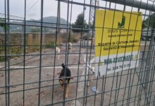 Lotta al randagismo ad Ariano Irpino, intervengono i veterinari dell’Asl