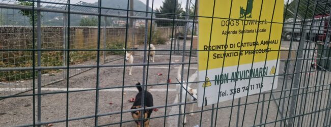 Lotta al randagismo ad Ariano Irpino, intervengono i veterinari dell’Asl