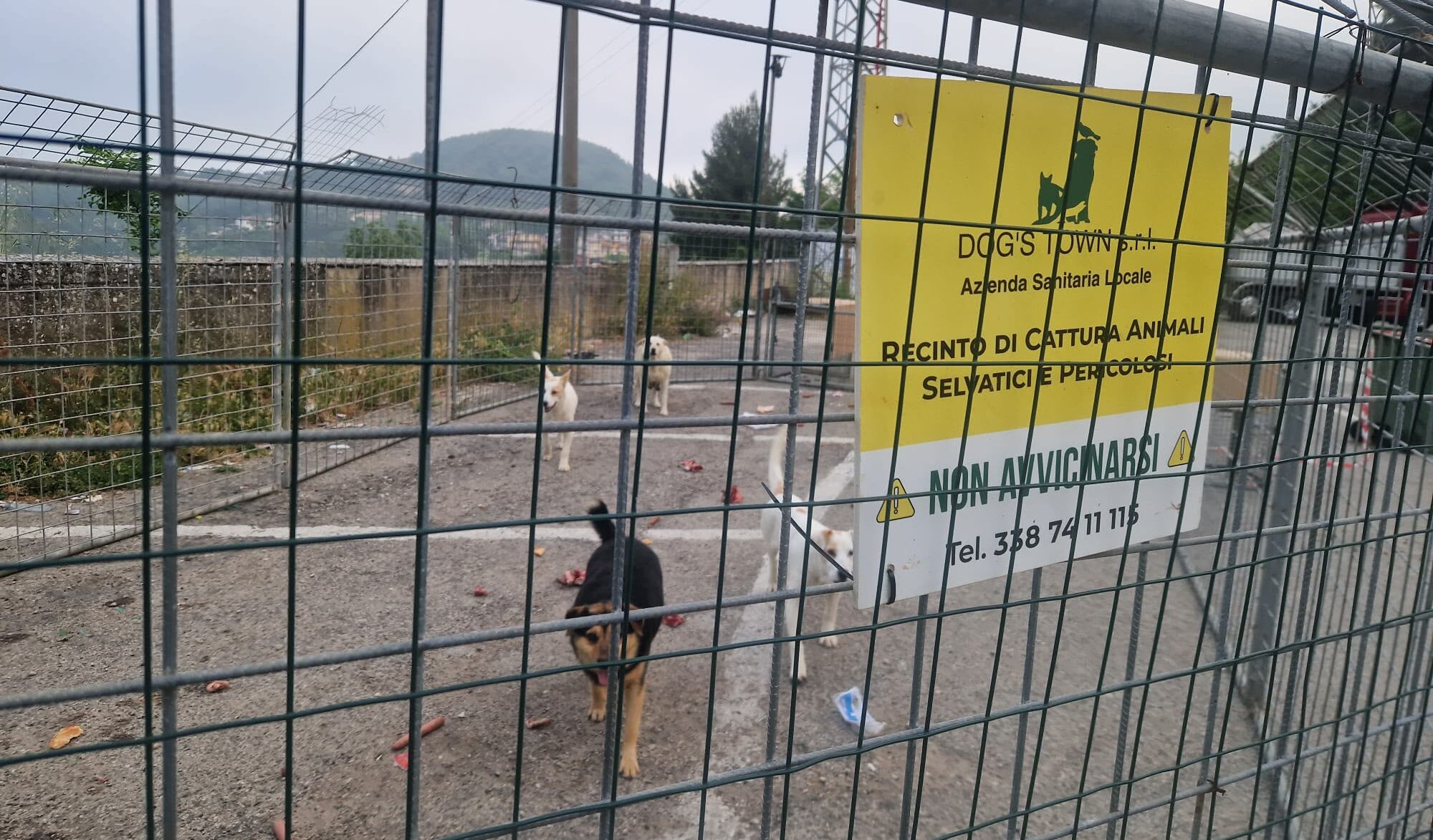 Lotta al randagismo ad Ariano Irpino, intervengono i veterinari dell’Asl