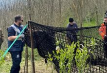 Emergenza cinghiali in Irpinia: l’Asl in campo con teleselezione, telenarcosi ed eutanasia per garantire la sicurezza pubblica