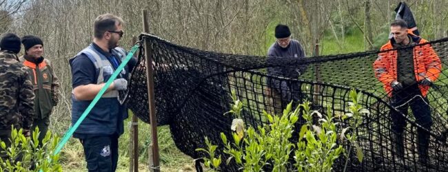 Emergenza cinghiali in Irpinia: l’Asl in campo con teleselezione, telenarcosi ed eutanasia per garantire la sicurezza pubblica
