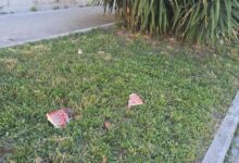 Viale San Lorenzo, scatta la segnalazione e la denuncia alla Forestale: polvere avvelenata sul cibo per animali ?