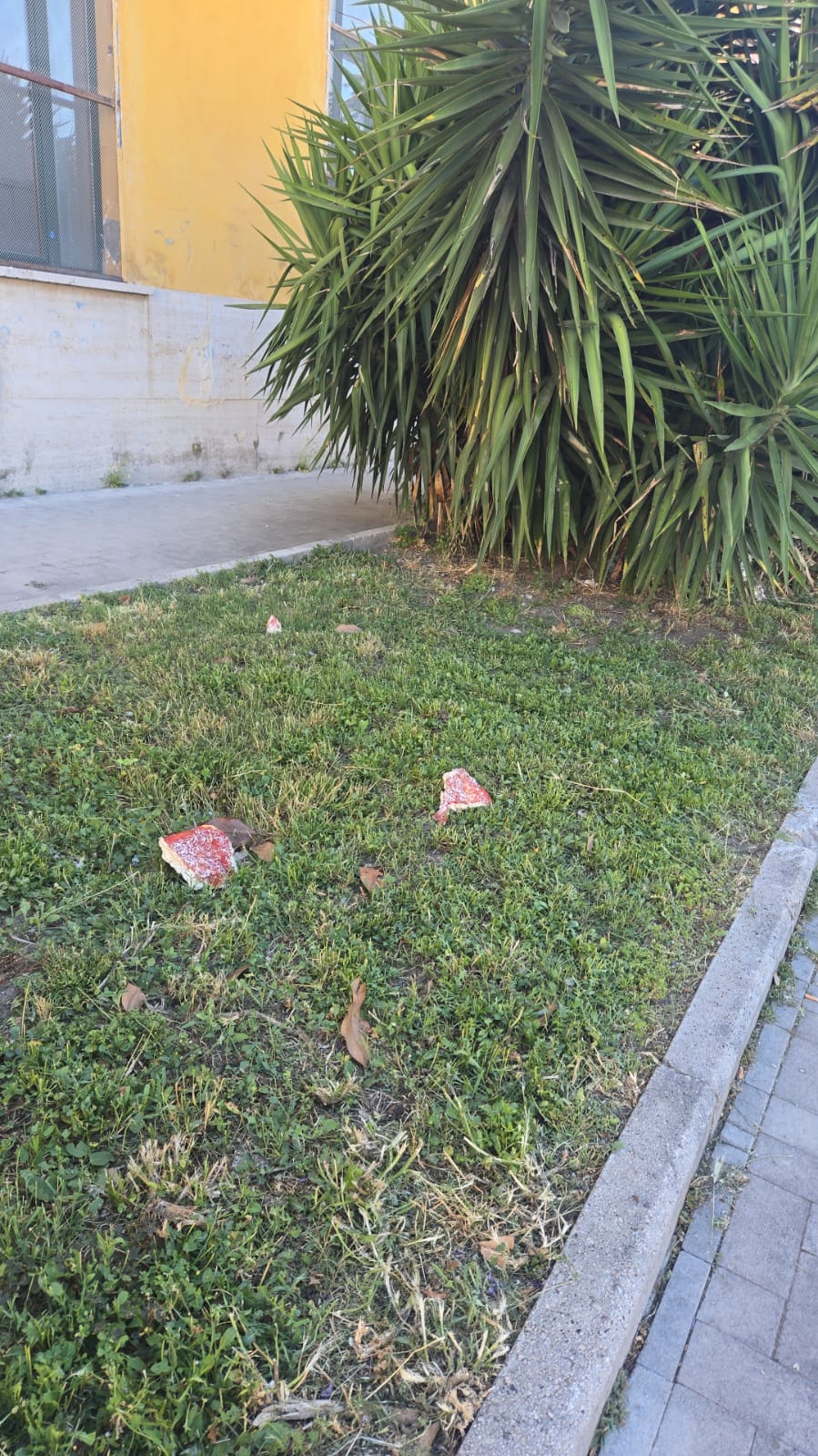 Viale San Lorenzo, scatta la segnalazione e la denuncia alla Forestale: polvere avvelenata sul cibo per animali ?