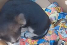 Benevento, due cuccioli abbandonati in uno scatolo in via Colonnette: salvati in extremis dalla denuncia della Lega del Cane