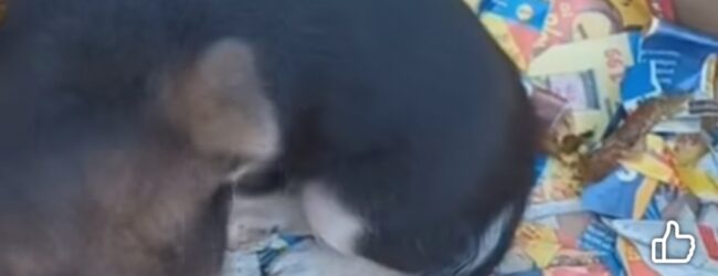 Benevento, due cuccioli abbandonati in uno scatolo in via Colonnette: salvati in extremis dalla denuncia della Lega del Cane