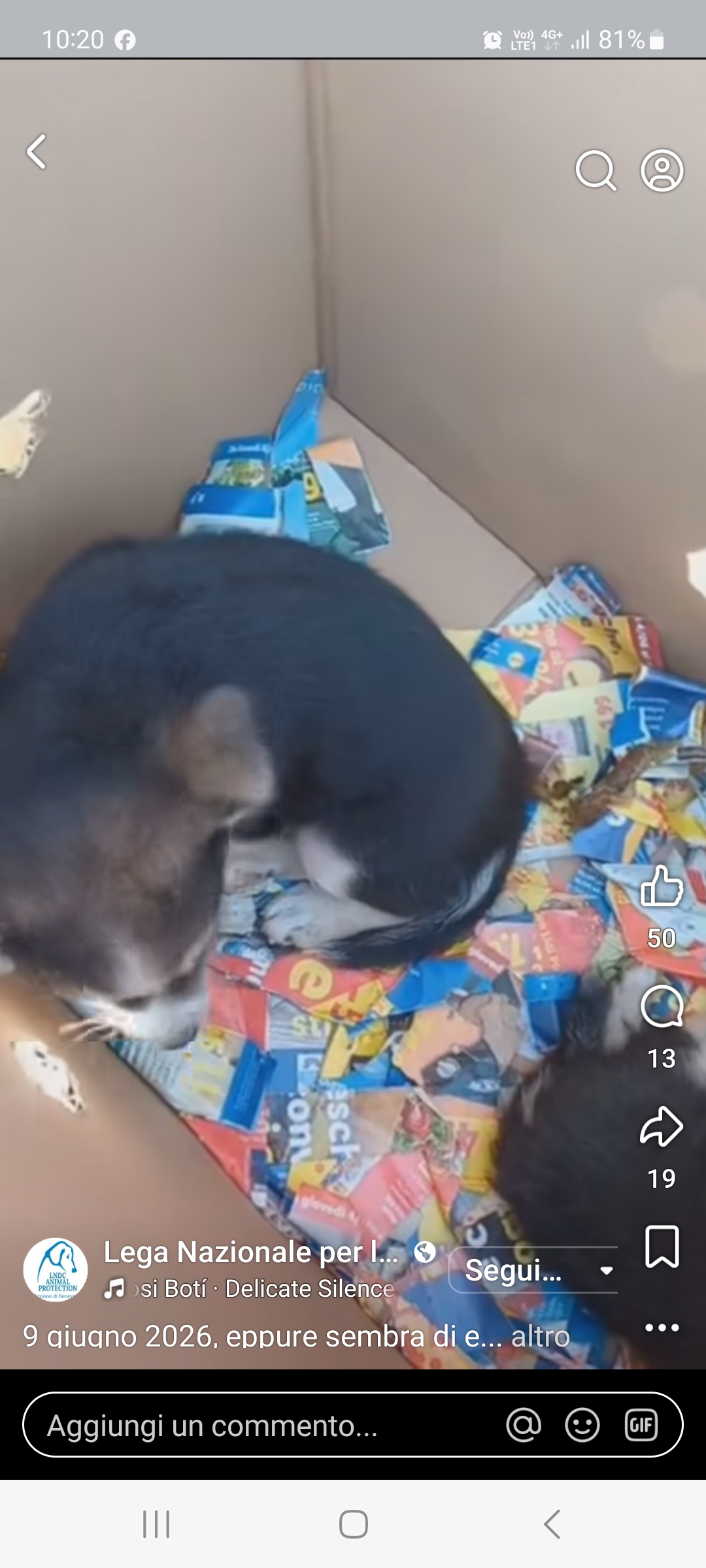 Benevento, due cuccioli abbandonati in uno scatolo in via Colonnette: salvati in extremis dalla denuncia della Lega del Cane