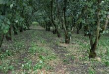 Danni ingenti in Irpinia: Altragricoltura Avellino sollecita incontro e intervento alla Regione Campania