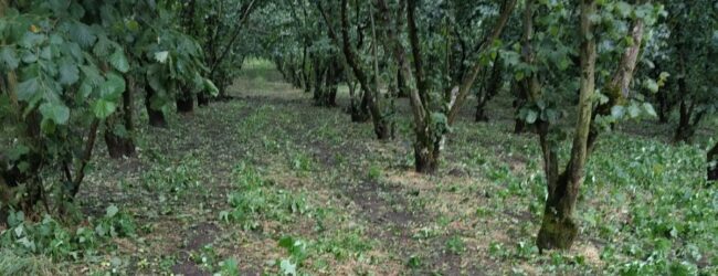 Danni ingenti in Irpinia: Altragricoltura Avellino sollecita incontro e intervento alla Regione Campania