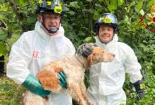Avellino, cane finisce nel Torrente San Francesco: salvato dai Vigili del Fuoco