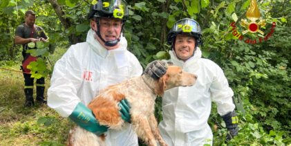Avellino, cane finisce nel Torrente San Francesco: salvato dai Vigili del Fuoco