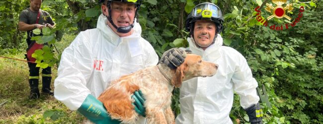 Avellino, cane finisce nel Torrente San Francesco: salvato dai Vigili del Fuoco