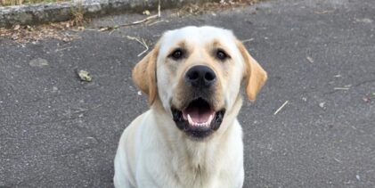 Pedro e il suo umano: la storia di un Labrador e del detenuto che lo ha cresciuto