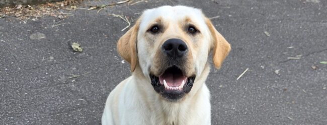 Pedro e il suo umano: la storia di un Labrador e del detenuto che lo ha cresciuto