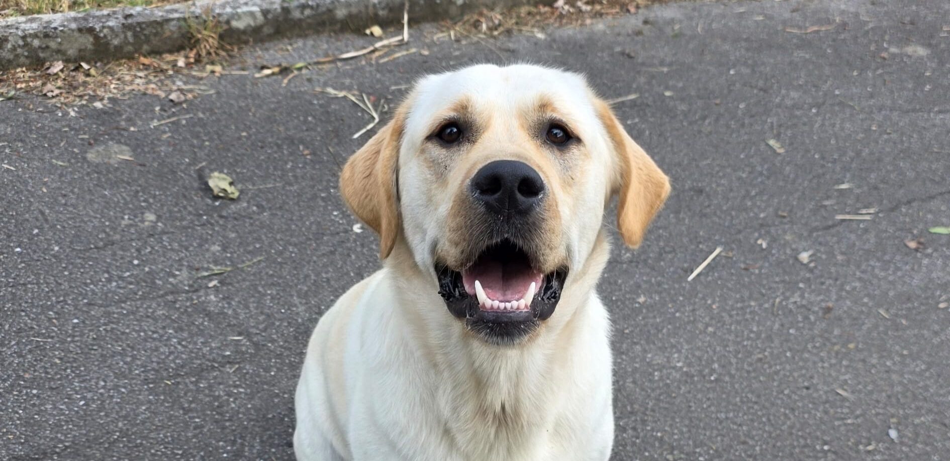 Pedro e il suo umano: la storia di un Labrador e del detenuto che lo ha cresciuto