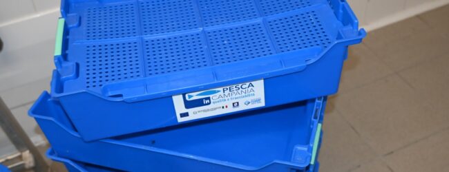 Coldiretti Pesca Campania soddisfatta: La Giunta regionale approva il disegno di legge per la riduzione del polistirene nella pesca