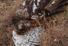 Rapace morto nel Fortore, il WWF: “Stop all’eolico selvaggio”